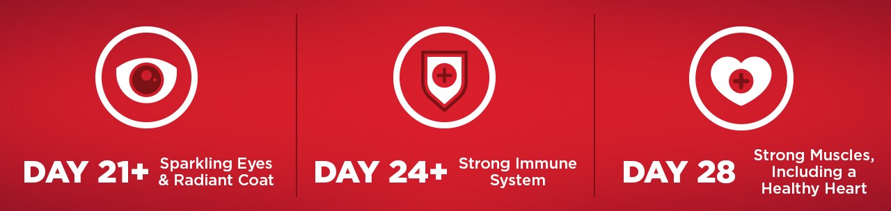 28 Day Challenge