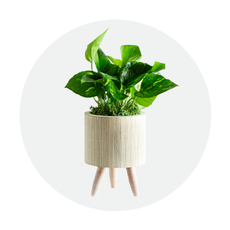 imagenav 1 imageset 6 11 10 1546262 21 p11 evergreen freshdepartment floral pothos icon 330